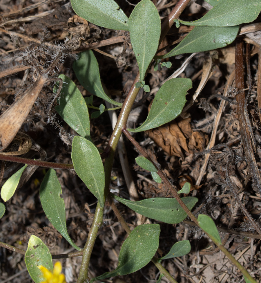 Image of Haplophyllum buxbaumii specimen.