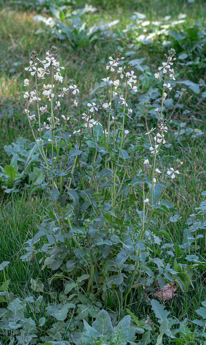 Изображение особи Eruca sativa.