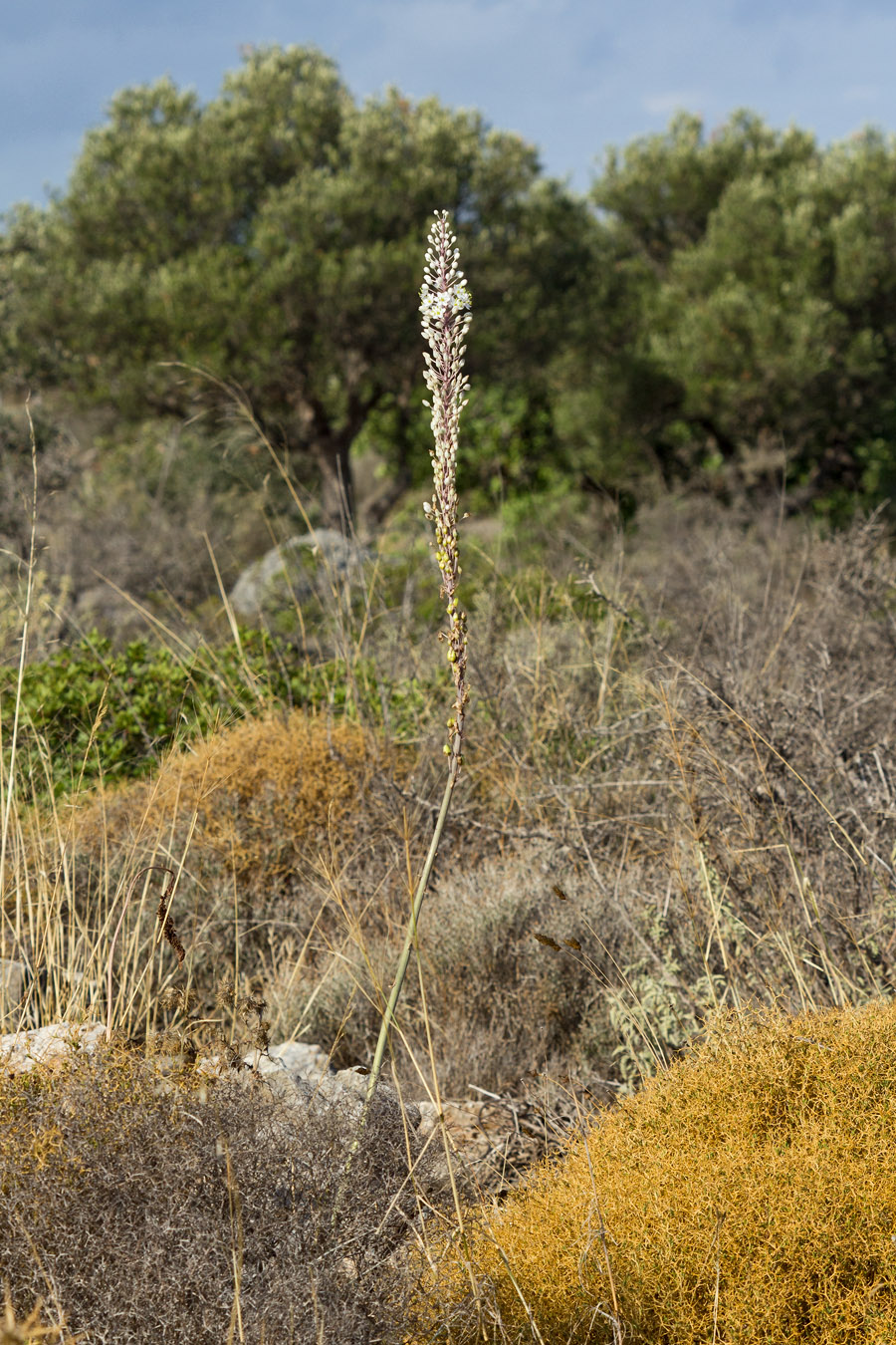 Image of Drimia numidica specimen.