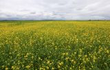 Brassica juncea. Аспект цветущих растений. Приморский край, Уссурийский ГО, окр. с. Утёсное, заброшенное поле. 21.06.2021.