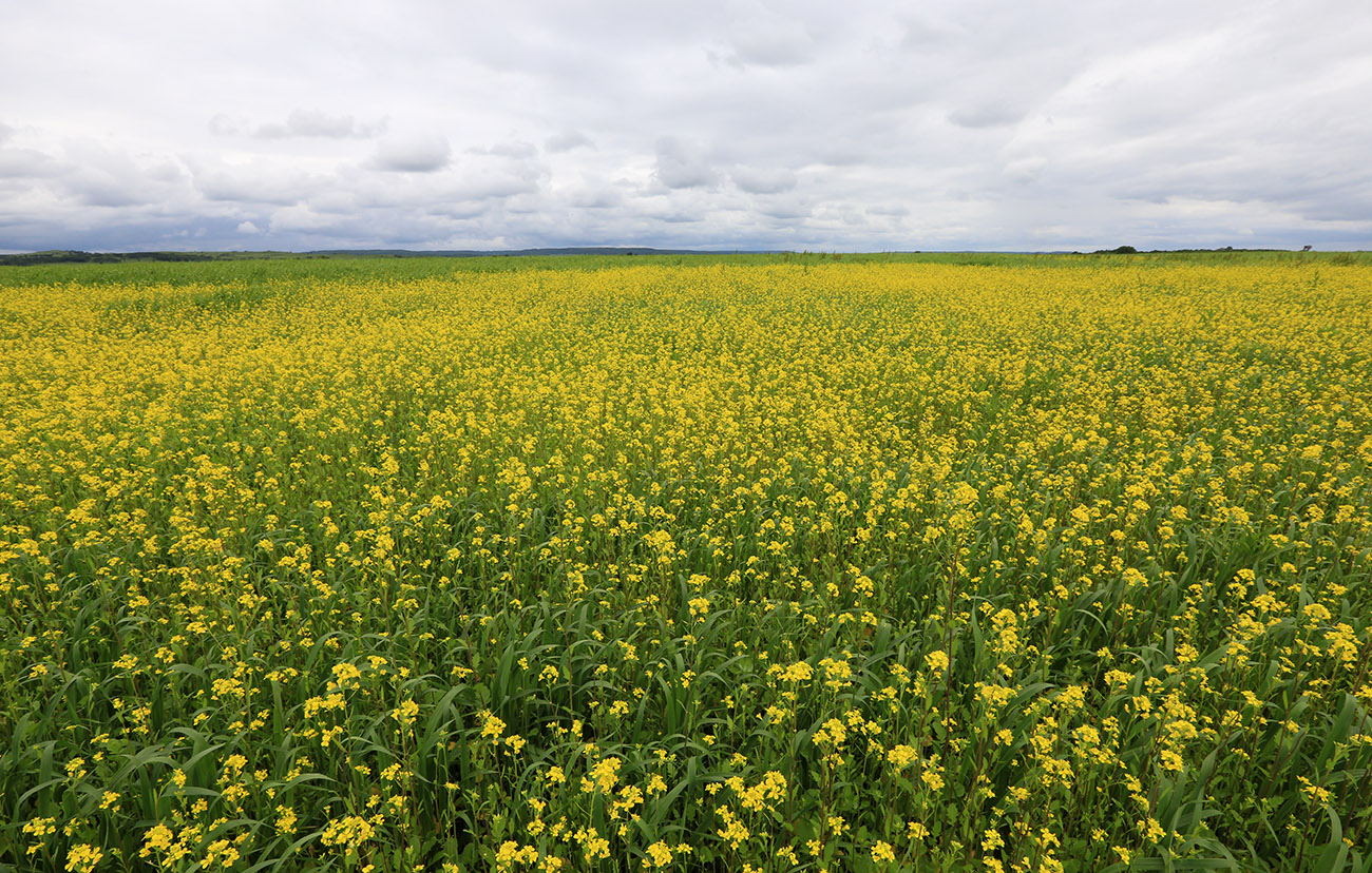 Изображение особи Brassica juncea.