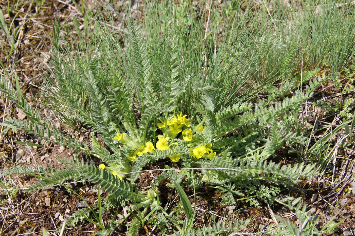Image of Astragalus floccosifolius specimen.