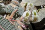 Astragalus leptophysus