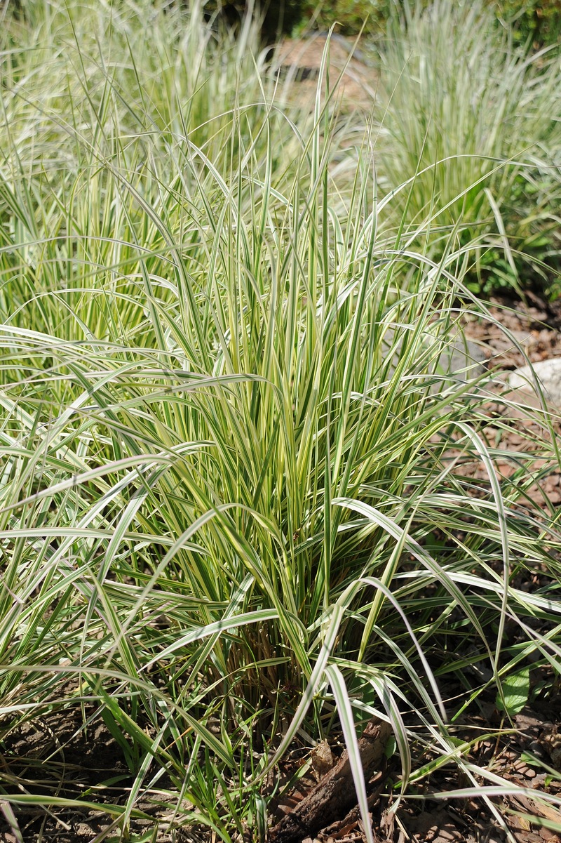 Image of Calamagrostis &times; acutiflora specimen.