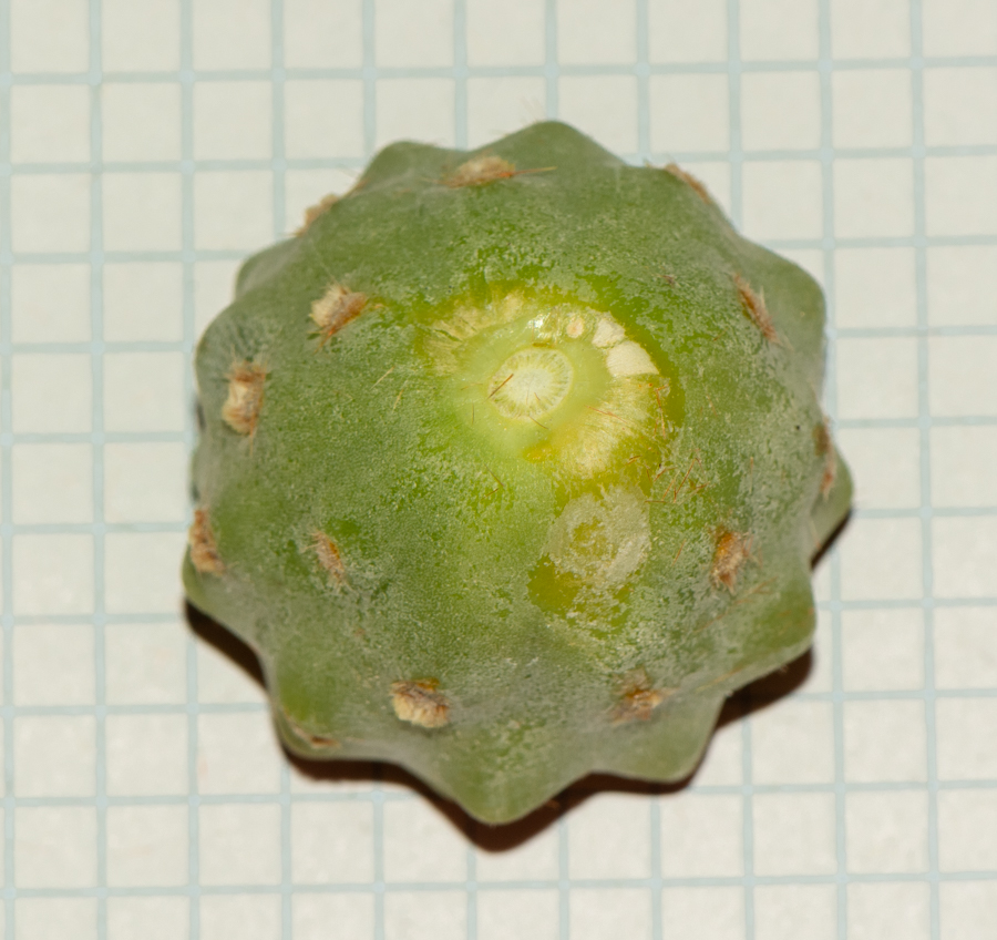 Image of Cylindropuntia cholla specimen.