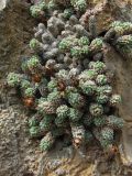 Saxifraga columnaris. Побеги с плодами. Северная Осетия, Алагирский р-н, гора Дашсар, ок. 2600 м н.у.м., скала. 07.08.2021.