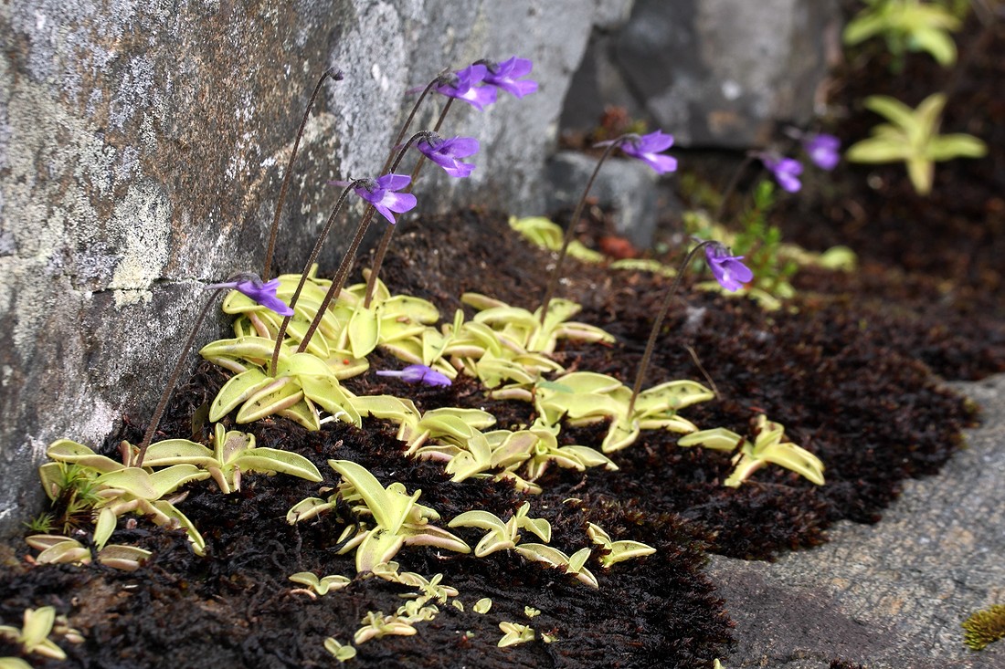 Изображение особи Pinguicula vulgaris.