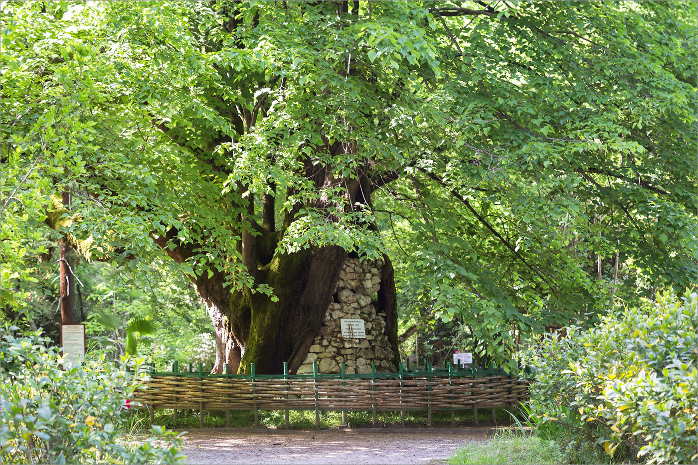 Image of Tilia begoniifolia specimen.