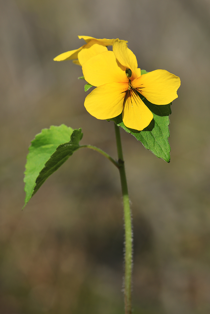 Image of Viola muehldorfii specimen.