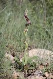 Ophrys oestrifera