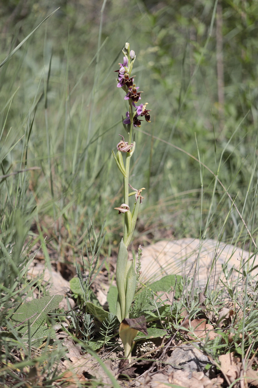 Изображение особи Ophrys oestrifera.