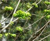 Juglans mandshurica