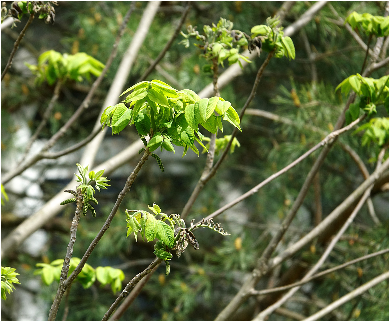 Изображение особи Juglans mandshurica.