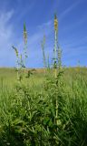 Agrimonia eupatoria ssp. grandis