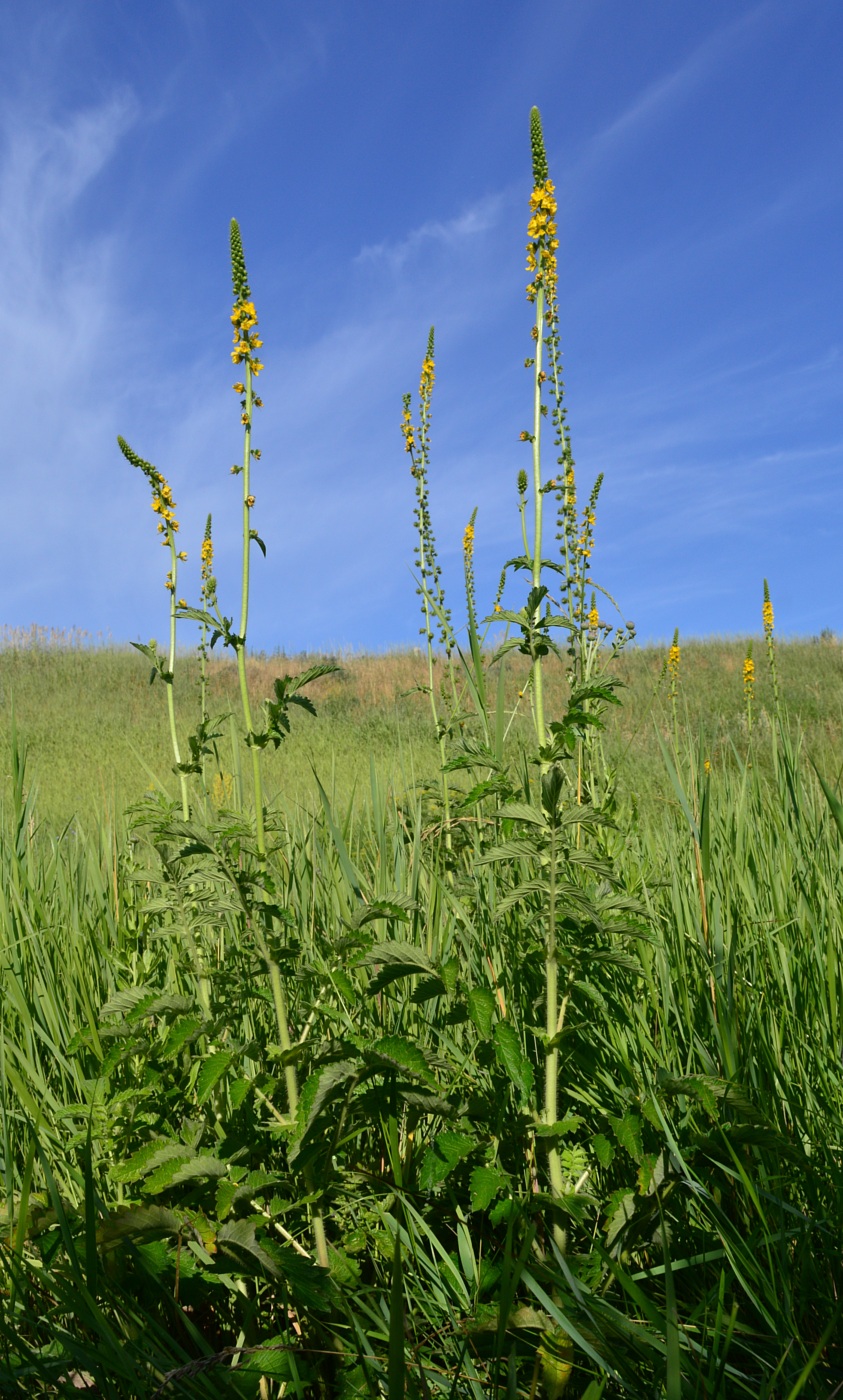 Image of Agrimonia eupatoria ssp. grandis specimen.