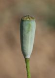 Papaver tichomirovii. Плод-коробочка. Южный берег Крыма, окр. пос. Краснокаменка, сорное на винограднике. 17 мая 2022 г.