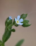 genus Lappula