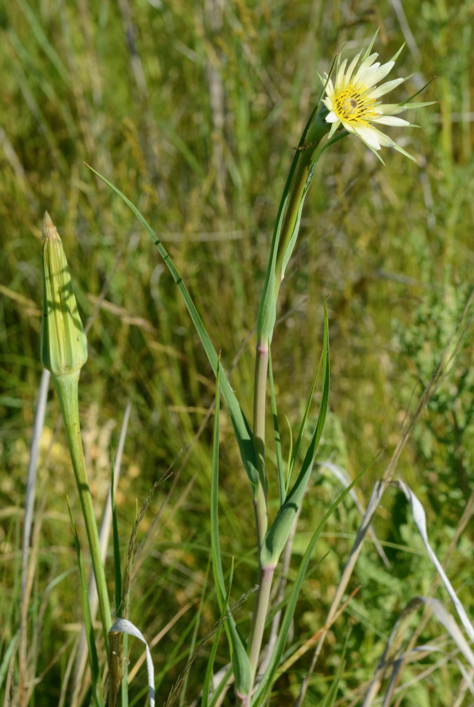 Image of Tragopogon dubius specimen.