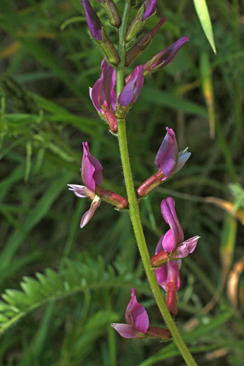 Image of Oxytropis lithophila specimen.