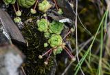 Sempervivum caucasicum