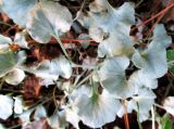 Dichondra argentea