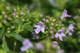 Thymus armeniacus