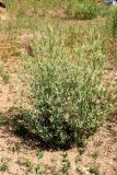 Melilotus albus