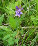 Campanula glomerata. Верхушка расцветающего растения. Иркутская обл., Слюдянский р-н, окр. пос. Култук, редкий смешанный лес. 26.06.2022.