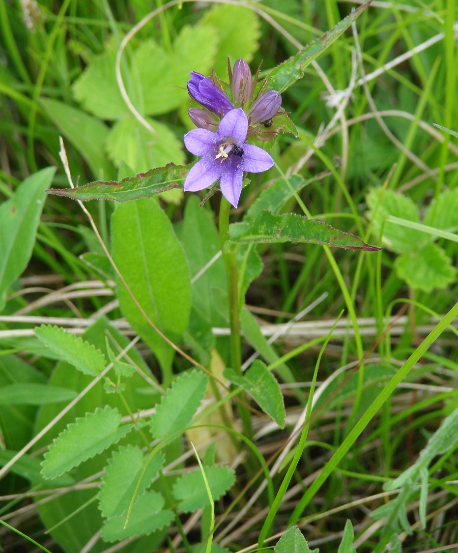 Image of Campanula glomerata specimen.