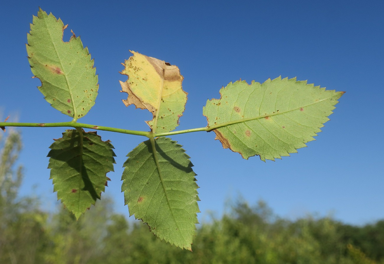 Image of Rosa schistosa specimen.