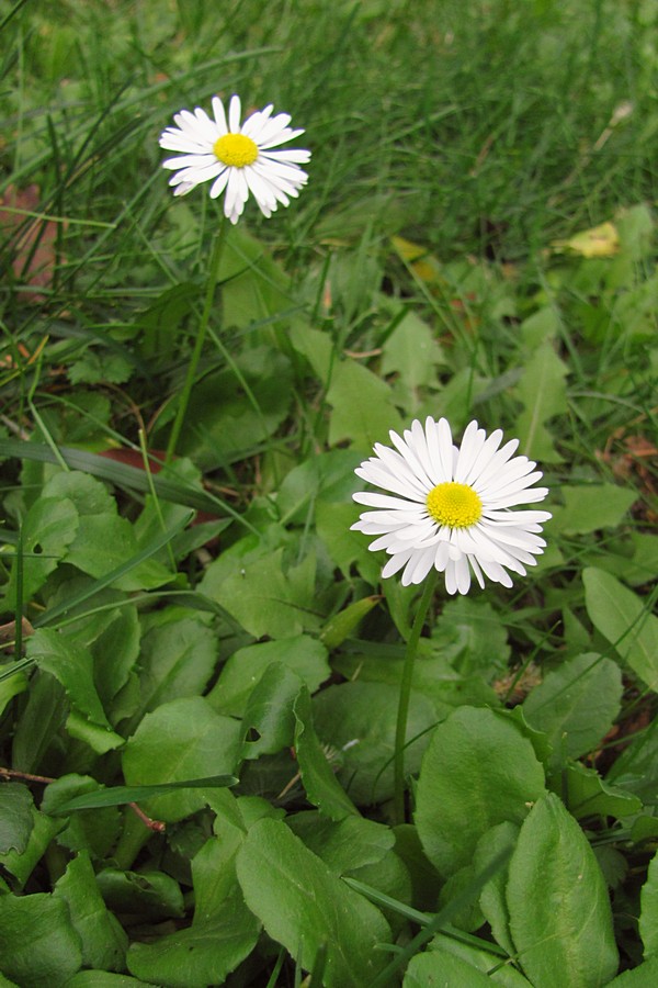 Image of Bellis sylvestris specimen.