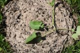 Salvia verticillata. Нижняя часть растения. Республика Адыгея, Майкопский р-н, окраина карьера компании \"Волма\", луг. 29 июля 2022 г.