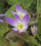 род Colchicum. Цветки. Москва, ГБС, экспозиция растений природной флоры России. 15.09.2022.