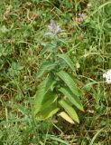 Mentha caucasica