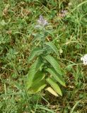 Mentha longifolia