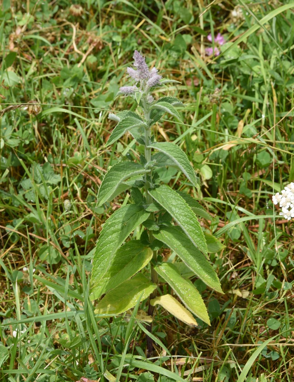 Image of Mentha longifolia specimen.