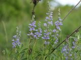 Veronica jacquinii. Верхушки побегов с соцветиями. ДНР, Донецк, северный берег Донецкого моря, степь. 26.05.2021.