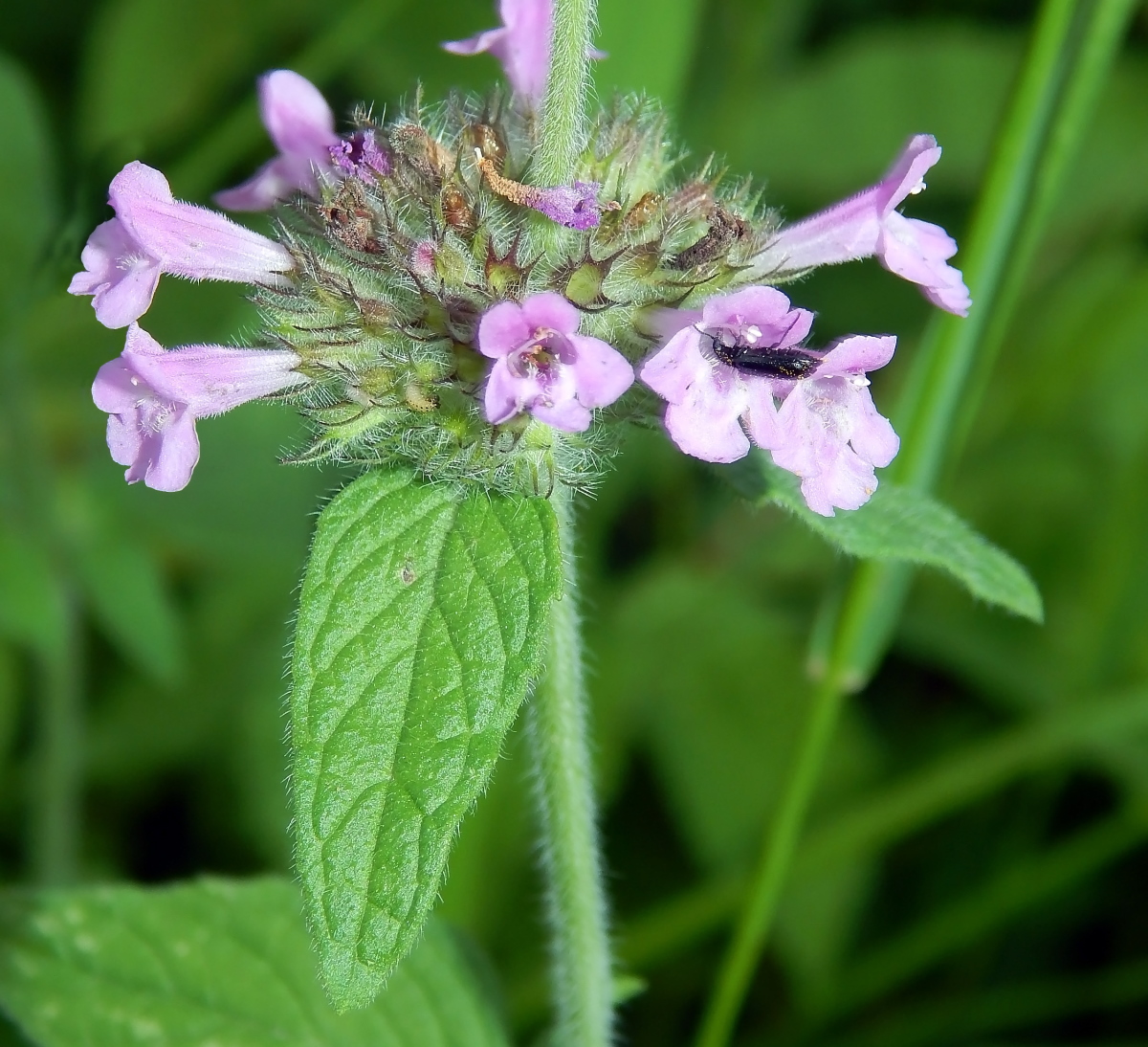 Image of Clinopodium vulgare specimen.