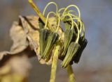 Paraixeris denticulata