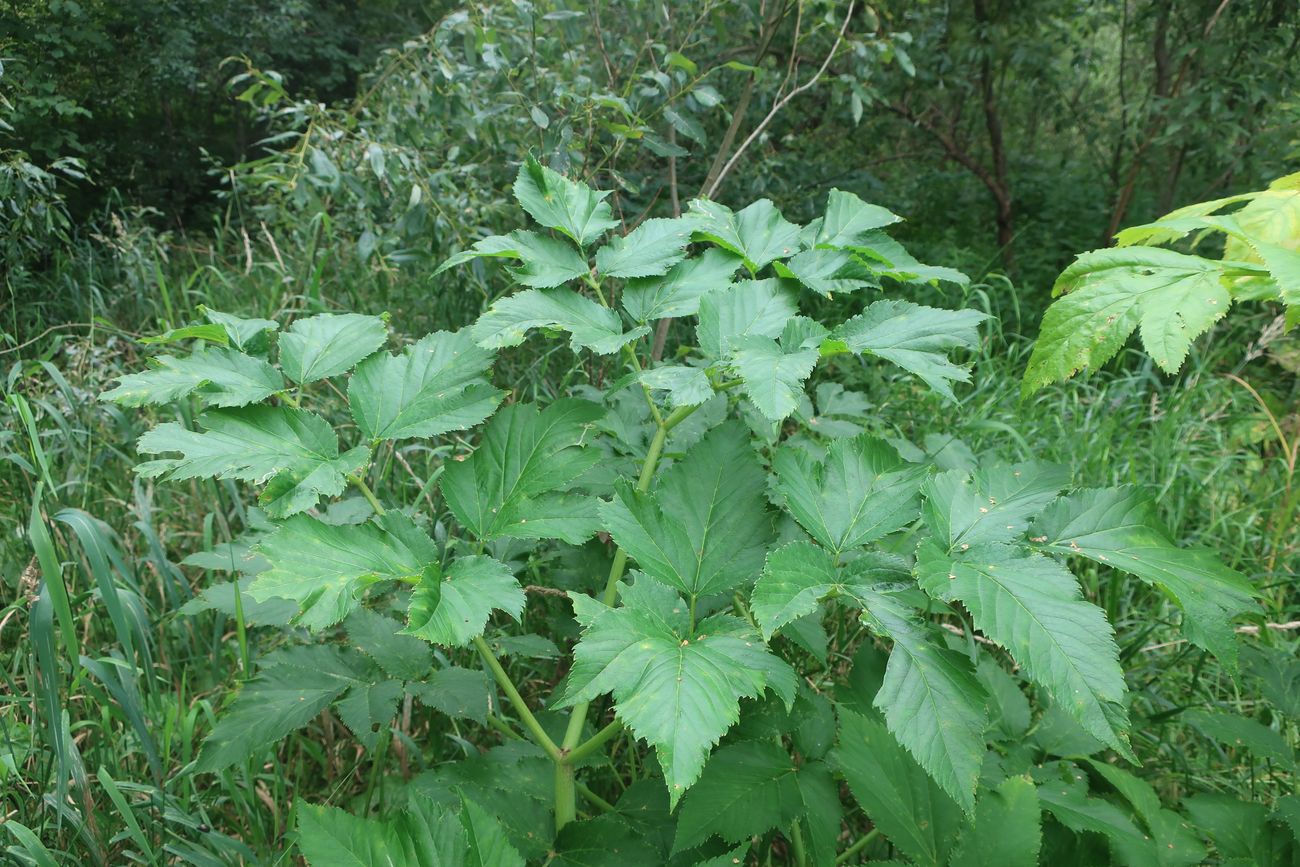 Изображение особи Archangelica officinalis.