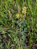 Oxytropis pilosa