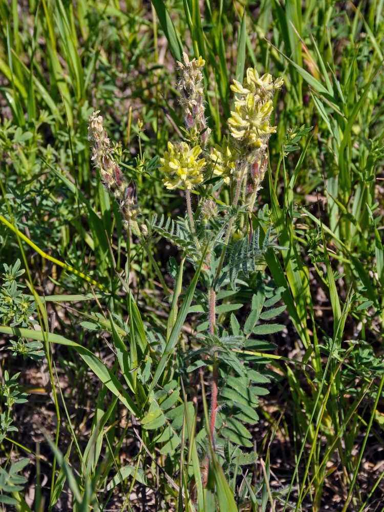 Изображение особи Oxytropis pilosa.