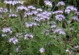 Phacelia tanacetifolia. Верхушки цветущих растений. Краснодарский край, м/о Анапа, пос. Витязево, ул. Мира, высокий берег Витязевского лимана, пустырь. 29.05.2021.