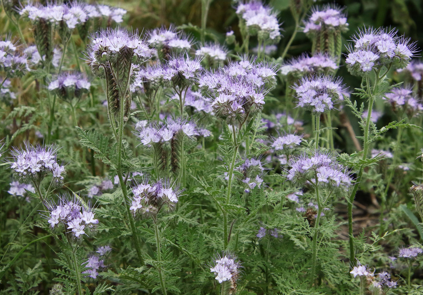 Image of Phacelia tanacetifolia specimen.