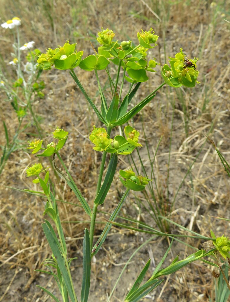 Изображение особи Euphorbia esula.