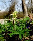 Corydalis marschalliana