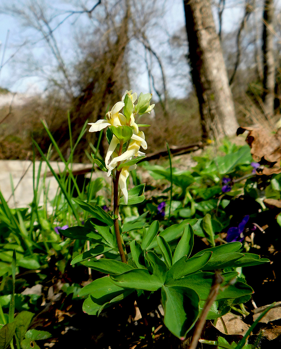 Image of Corydalis marschalliana specimen.