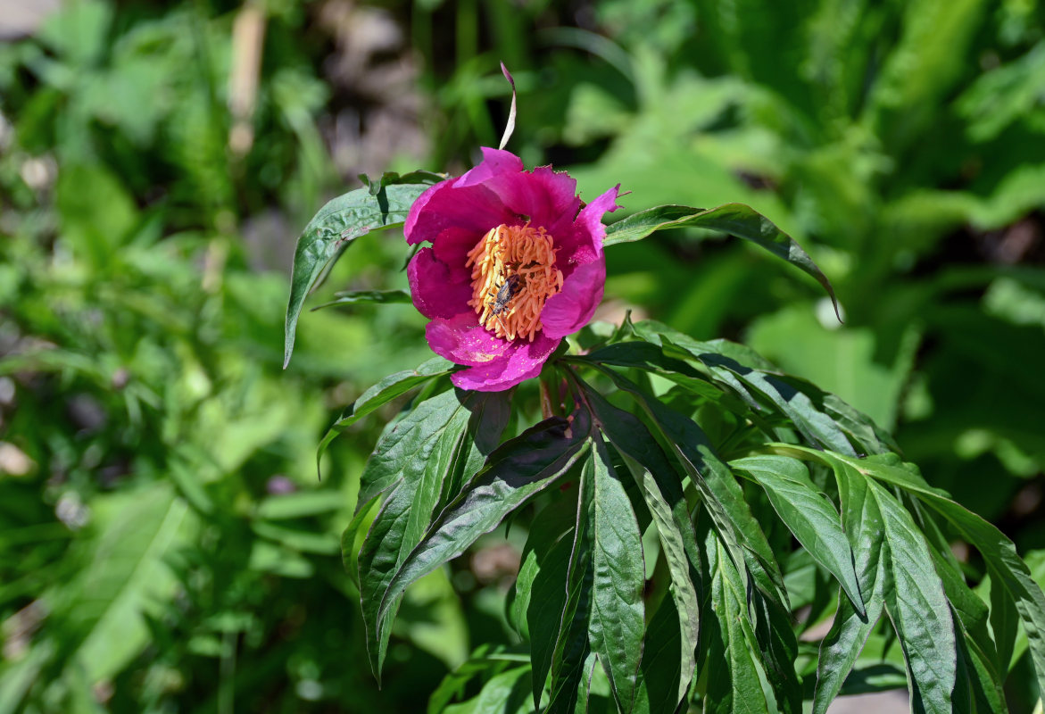 Изображение особи Paeonia anomala.