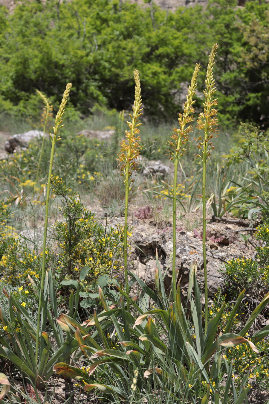 Изображение особи Eremurus jungei.