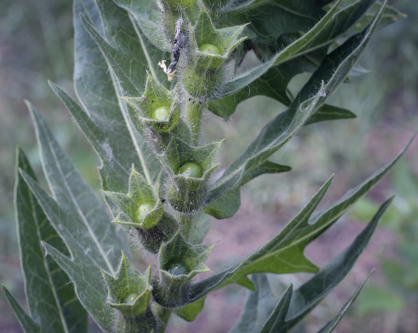 Изображение особи Hyoscyamus niger.